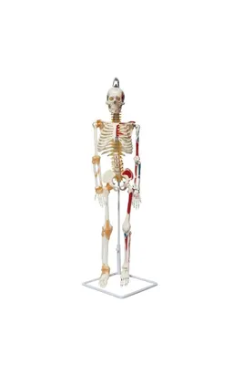 Tam iskelet maketi 85 cm model 9