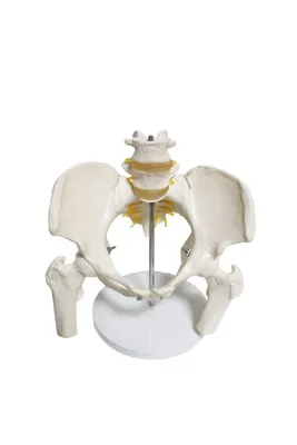 Omurga pelvis maketi