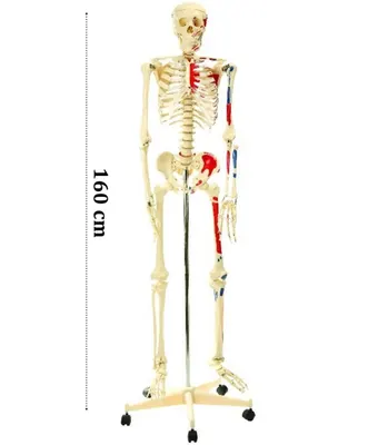Medikalcim İskelet Modeli 160 CM - Hareketli Eklemler