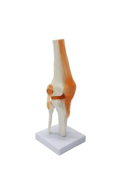 Medikaltec Diz Maketi - Fonksiyonel ve Ergonomik Model