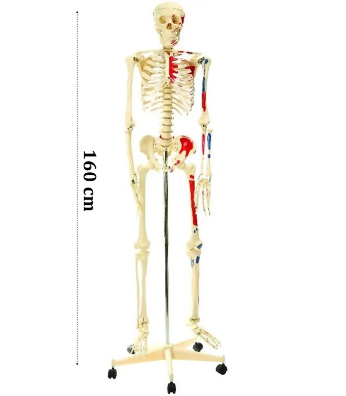 İskelet modeli 160cm i̇nsan i̇skeleti gerçek boyut